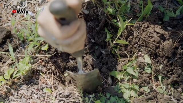 Избавляемся от слизней просто и эффективно! Способы, которые реально работают! смотреть онлайн