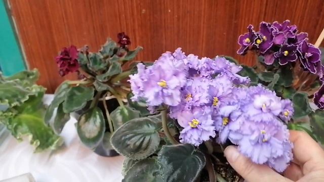 Цветущие фиалки с названиями сортов 26.11.23 смотреть онлайн