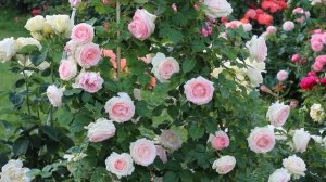 ЛУЧШИЕ СОРТА ПЛЕТИСТЫХ РОЗ ДЛЯ РОМАНТИЧЕСКОГО САДА