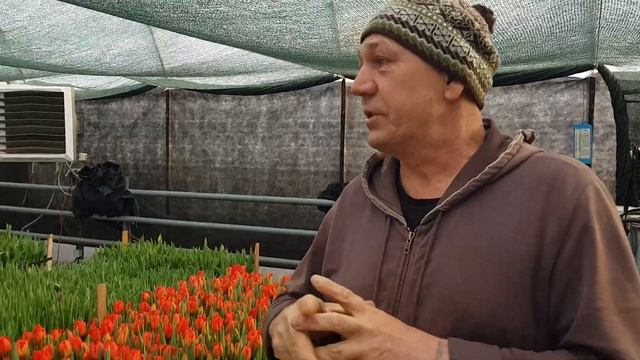 Выгонка тюльпана к 8 Марта 20 февраля смотреть онлайн