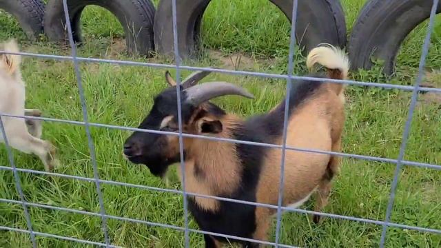 Georgia Peach World & Petting Zoo Roadside Attraction смотреть онлайн