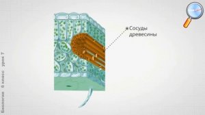 Биология 6 класс Урок№7   Передвижение веществ у растений