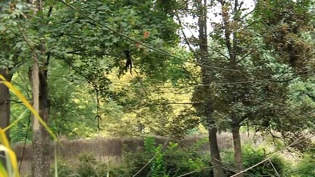 Пражский зоопарк, обезьяны лазают по деревьям смотреть онлайн