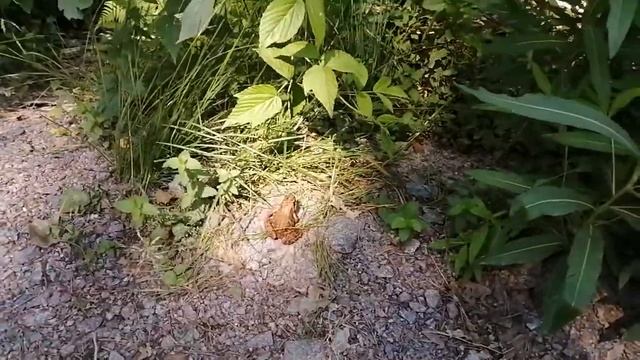 Лягушка путешественница