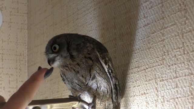 Сова Сплюшка в качестве домашнего питомца ! смотреть онлайн