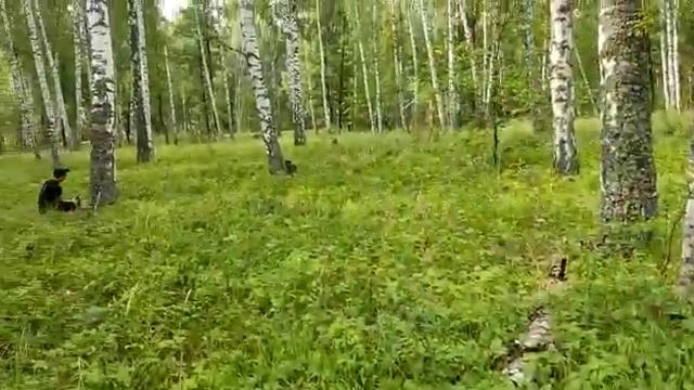 Валка леса, #штиль #штильмс180#штильмс260 смотреть онлайн