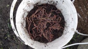 Как хранить выползков, червей