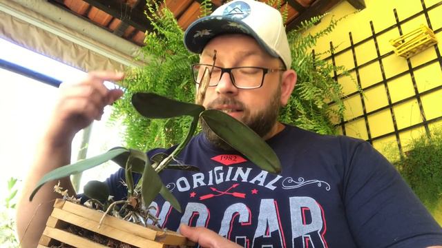 PLANTANDO CATTLEYA SCHILLERIANA NA TERRA, USANDO ADUBO HIMITSU. смотреть онлайн
