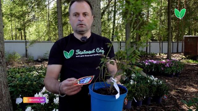 Голубика «Чандлер», ориг название «Chandler» смотреть онлайн