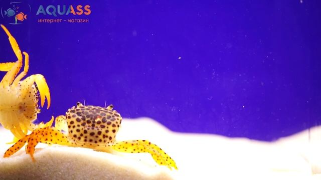 ?Aquass - Краб королевский леопардовый смотреть онлайн