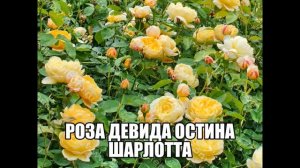 Роза Девида Остина Шарлотта
