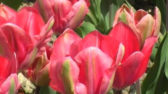 Tulpans_2010_Тюльпаны смотреть онлайн