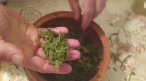 Делаем ферментированный чай из листьев ежевики ??