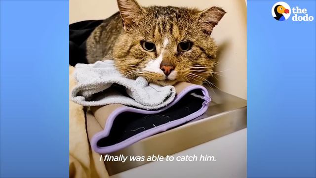Hissing Feral Cat Becomes A Couch Potato | The Dodo Adopt Me! смотреть онлайн
