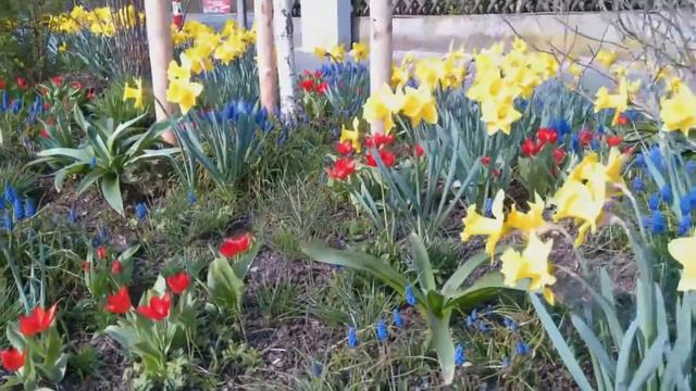 Blumen auf dem Parkplatz. 15.05.2022. (Цветы на автопарковке) смотреть онлайн