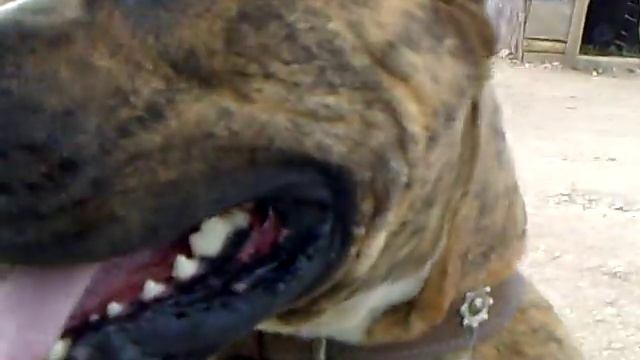 American Tiger Pitbull Terrier смотреть онлайн