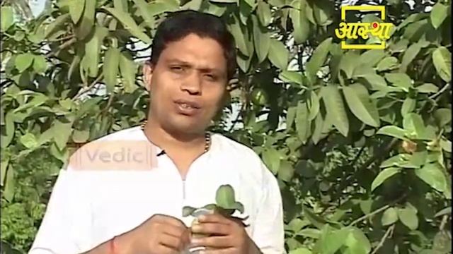 अमरूद ( Guava ) खाने से जड़ से ख़त्म होते है यह बड़े रोग || Acharya Balkrishna смотреть онлайн