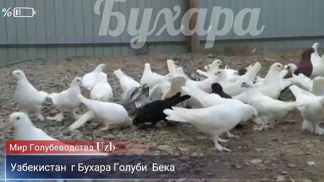 #Бухарские #Голуби БЕКА ГОЛУБИ #Tauben #Pigeons смотреть онлайн