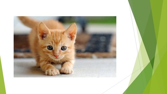 Стихотворение «Котята», исполняет Агилера Гладис смотреть онлайн