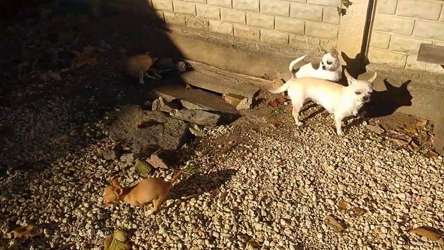 ловим солнечные лучи СИМФЕРОПОЛЬ Кастропуло Крым чихуахуа смотреть онлайн