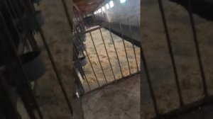 Уровневые поилки для КРС