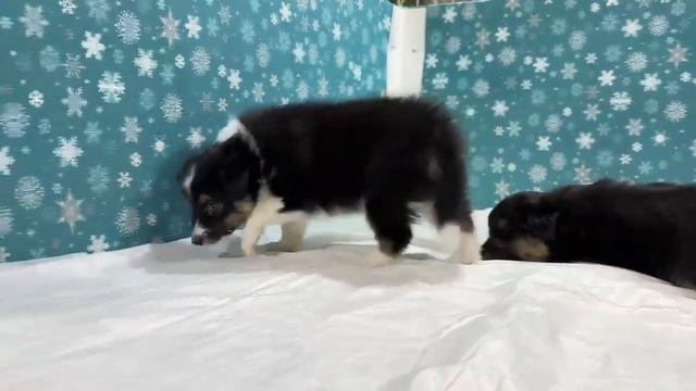 Щенячьи игры. Бизнес-Леди Марго. Нас снимает скрытая камера... смотреть онлайн