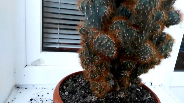 Цереус кактус . Уход и пересадка. смотреть онлайн