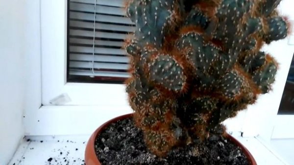 Цереус кактус . Уход и пересадка.