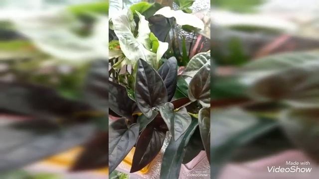 В Гостях у Цветочных Фей!Красивые Коллекции Цветов! смотреть онлайн