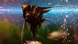 Цихлидник. Аквариум с американскими и африканскими цихлидами.