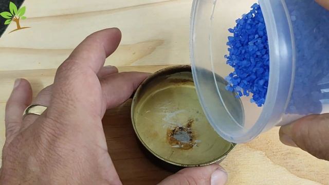 Se você tem essa planta, queime-a imediatamente (Você tem em casa?) смотреть онлайн