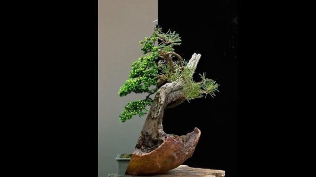 Abies alba or Silver Fir Bonsai смотреть онлайн