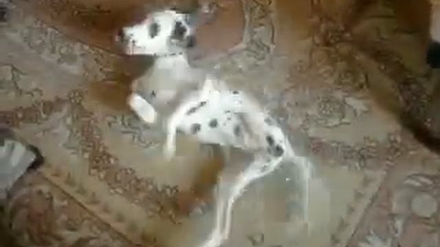 Брейк-данс Далматина.mp4 смотреть онлайн