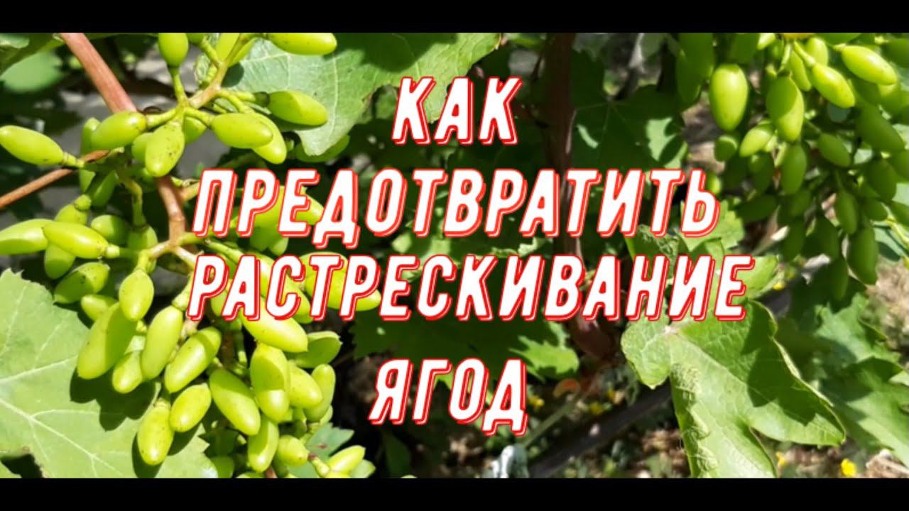 Как предотвратить растрескивание ягод. Виноградник Вадима Точилина смотреть онлайн