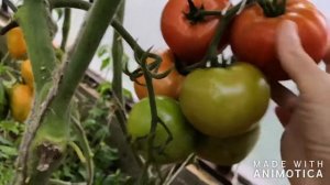 Томат Коралловый Риф F1