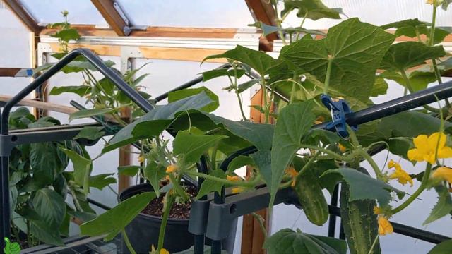Growing Cucumbers in a Container |tips for beginners | 5 Gallon container| смотреть онлайн