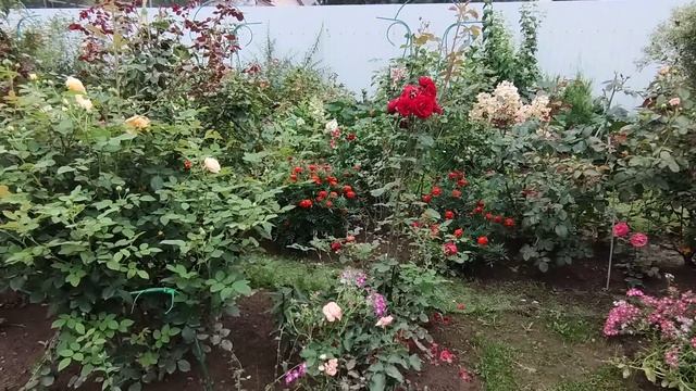 Сад в конце августа. Делюсь красотой. смотреть онлайн