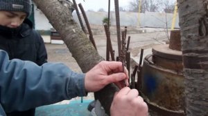 F02 Прививка Плодовых Деревьев Дрелью по Итальянски Вишня Черешня Grafting ON cherry with DRILL 202