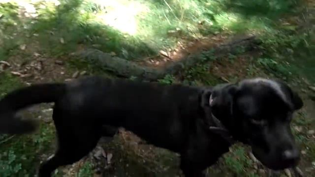 "Урок Литературы". Басни Крылова. смотреть онлайн