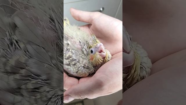 Что за страшная птица появилась в нашем доме смотреть онлайн