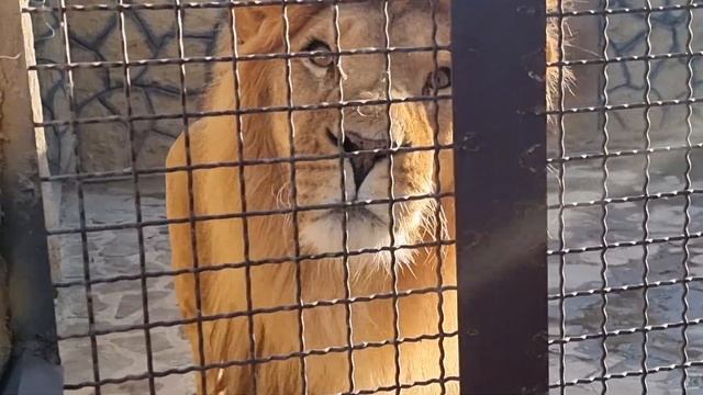❤️Лев Витя. Посмотрите! Его нельзя предавать! #animals #lions #левВитя смотреть онлайн