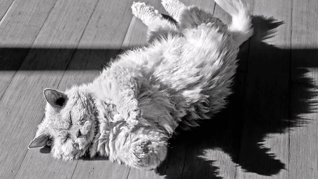 Selkirk rex Slides - Cat Breeds смотреть онлайн