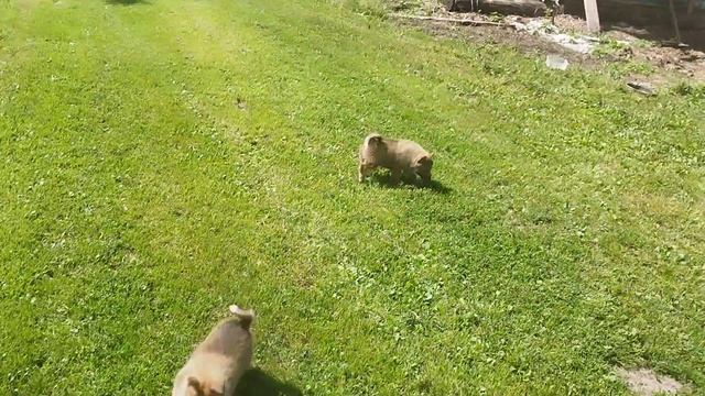 Щенки ,скоро месяц, кормление ,прогулка.От Тоймы и Кнут 2. смотреть онлайн