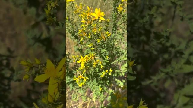 Зверобой. Полезные и вредные свойства смотреть онлайн