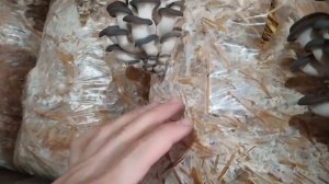 Выращивание вешенки дома. Миф или реальность?   #вешенки #выращиваниегрибов #шампиньоны #грибыдома