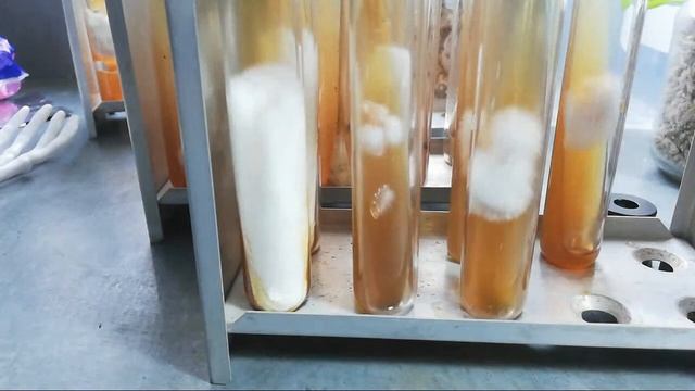 Споры Грибов Анализ Посевов сезон 2021/12 /15 смотреть онлайн