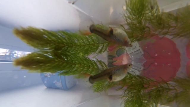 КАК ГУППИ РОЖАЕТ МАЛЬКОВ смотреть онлайн