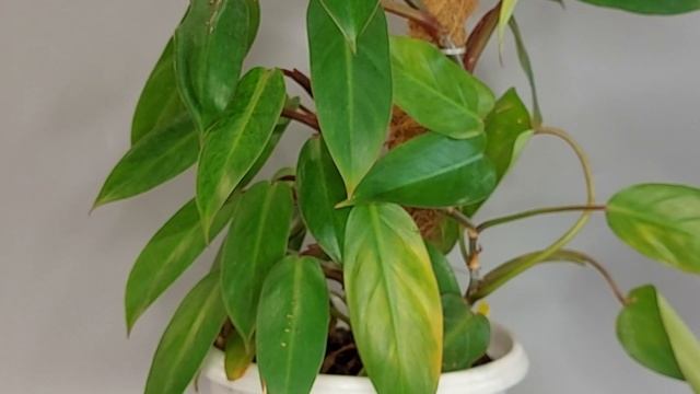 Philodendron Medusa (Painted Lady)