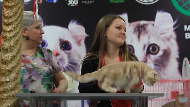 WCF ring Junior (All Breed) эксперт Татьяна Есина смотреть онлайн