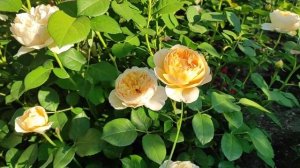 Роза Шарлотта